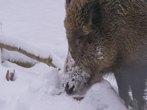 Wild boar (Sus scrofa) in winter forest Video stock 84862516