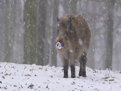 Wild boar (Sus scrofa) in winter forest Stock Footage 84863962