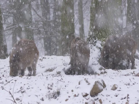 Wild boar (Sus scrofa) in winter forest Video stock 84864351