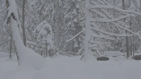 Wild boar (sus scrofa)  in winter forest. Stock Footage 104398041