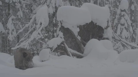 Wild boar (sus scrofa) in winter forest. Video stock 104400490