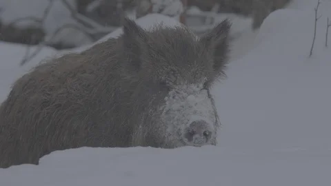 Wild boar (sus scrofa) in winter forest. Stock Footage 104704925