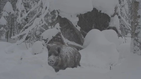 Wild boar (sus scrofa) in winter forest. Stock Footage 104706543
