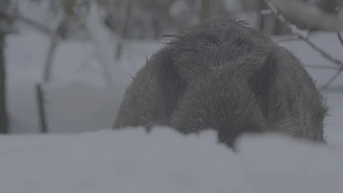 Wild boar (sus scrofa) in winter forest. Stock Footage 104781115