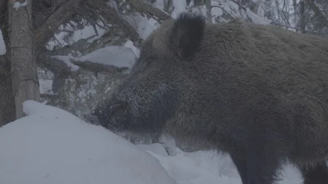 Wild boar (sus scrofa) in winter forest. Goes away. Stock Footage 104781159