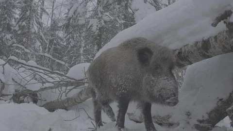 Wild boar (sus scrofa) in winter forest. Stock Footage 104782395