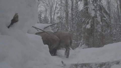 Wild boar (sus scrofa) in winter forest. Video stock 104782494