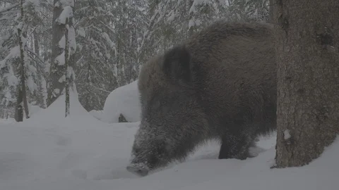 Wild boar (sus scrofa) in winter forest. Video stock 104782946