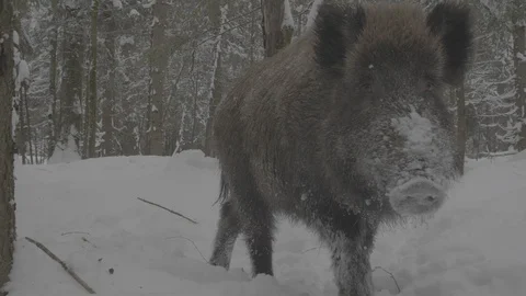 Wild boar (sus scrofa) in winter forest. 스톡 동영상 104783223