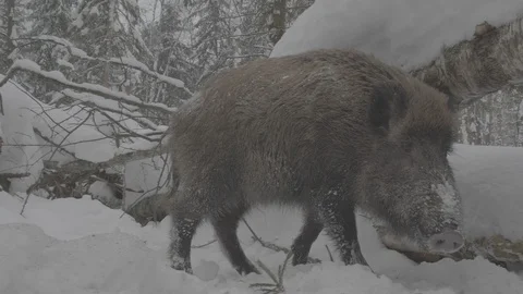 Wild boar (sus scrofa) in winter forest. Stock Footage 104783704