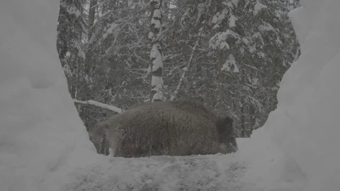 Wild boar (sus scrofa) in winter forest. Stock Footage 104783705