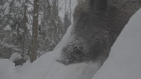 Wild boar (sus scrofa) in winter forest. Stock Footage 104784442
