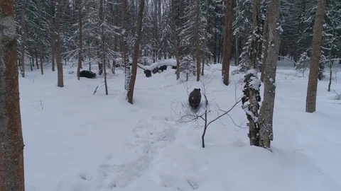 Wild boar (sus scrofa) in winter forest from above. Stock Footage 125061905