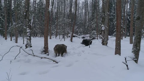 Wild boar (sus scrofa) in winter forest from above. Stock Footage 125062045