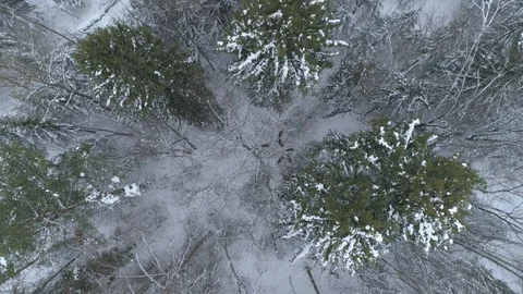 Wild boar (sus scrofa) in winter forest from above. Stock Footage 125062465
