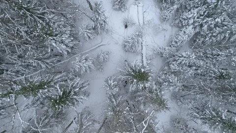 Wild boar (sus scrofa) in winter forest from above. Stock Footage 125062578