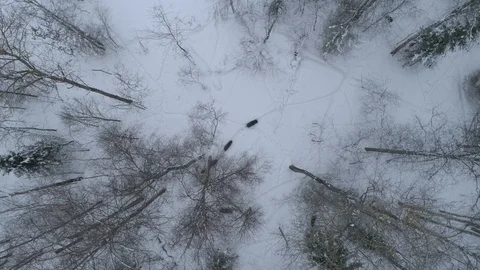 Wild boar (sus scrofa) in winter forest from above. Stock Footage 125062810