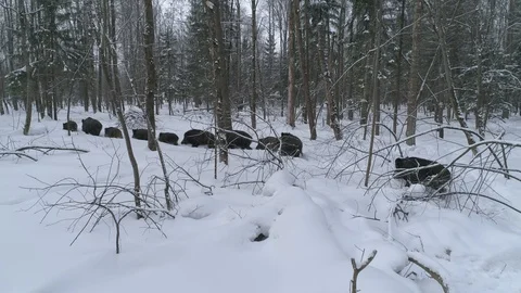 Wild boar (sus scrofa) in winter forest from above. Stock Footage 125063098