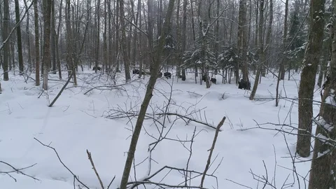 Wild boar (sus scrofa) in winter forest from above. Stock Footage 125063124
