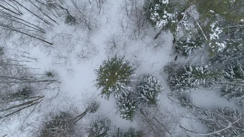 Wild boar (sus scrofa) in winter forest from above. Stock Footage 125063457