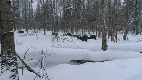 Wild boar (sus scrofa) in winter forest from above. Stock Footage 125063482