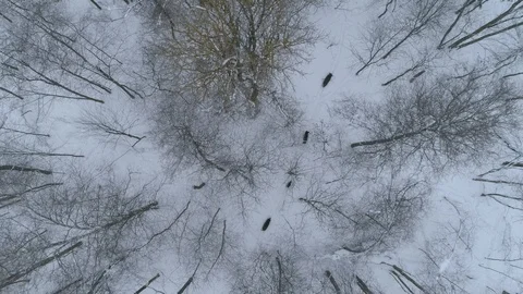 Wild boar (sus scrofa) in winter forest from above. Stock Footage 125063940
