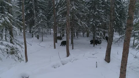 Wild boar (sus scrofa) in winter forest from above. Stock Footage 125064083
