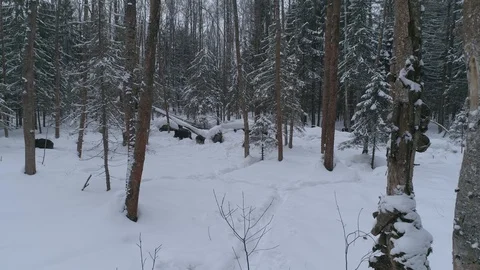 Wild boar (sus scrofa) in winter forest from above. Stock Footage 125064407