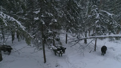Wild boar (sus scrofa) in winter forest from above. Stock Footage 125064427