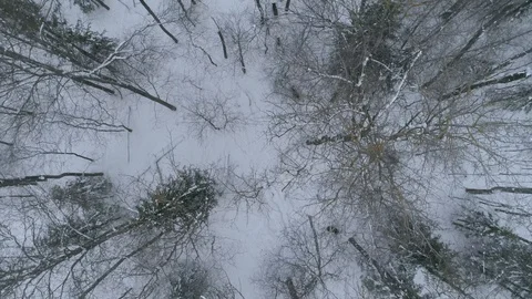 Wild boar (sus scrofa) in winter forest from above. Stock Footage 125064657
