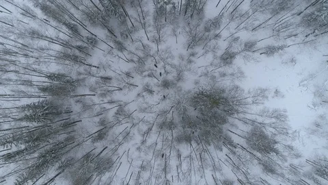 Wild boar (sus scrofa) in winter forest from above. Stock Footage 125064782