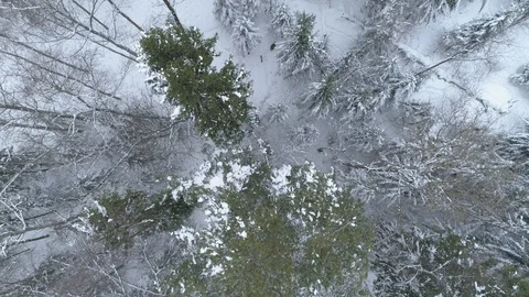 Wild boar (sus scrofa) in winter forest from above. Stock Footage 125064871