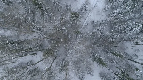 Wild boar (sus scrofa) in winter forest from above. Stock Footage 125064973