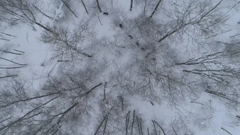 Wild boar (sus scrofa) in winter forest from above. Stock Footage 125065035