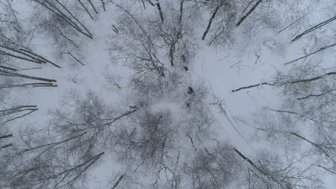 Wild boar (sus scrofa) in winter forest from above. Stock Footage 125065127
