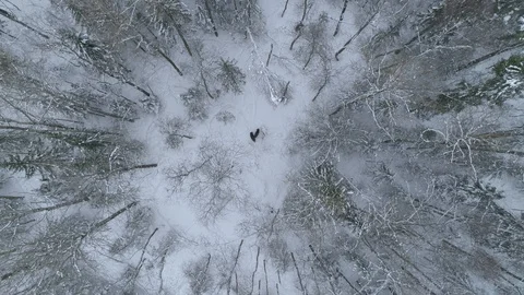 Wild boar (sus scrofa) in winter forest from above. Stock Footage 125065477