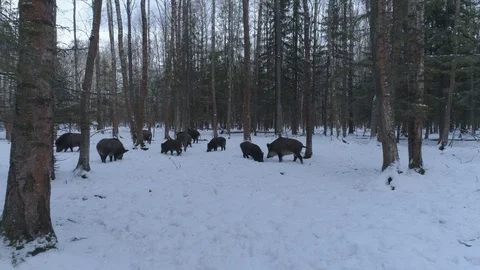 Wild boar (sus scrofa) in winter forest from above. Stock Footage 125065667