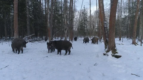 Wild boar (sus scrofa) in winter forest from above. Stock Footage 125065739