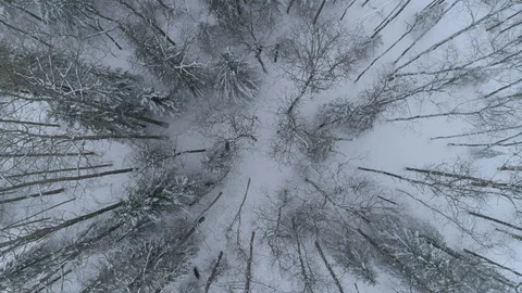 Wild boar (sus scrofa) in winter forest from above. Stock Footage 125065821