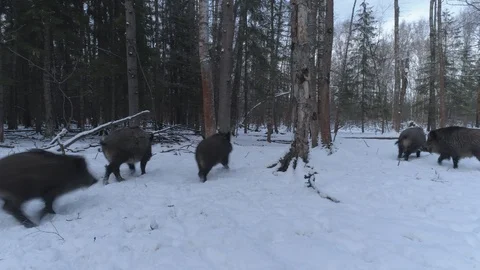 Wild boar (sus scrofa) in winter forest from above. Stock Footage 125065953