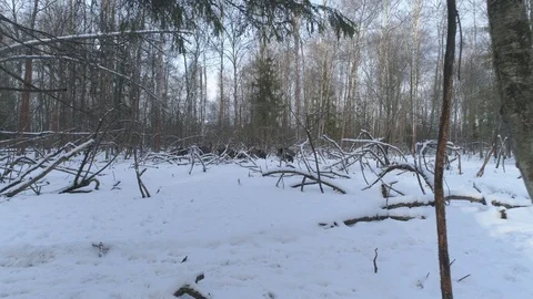 Wild boar (sus scrofa) in winter forest from above. Stock Footage 125066096