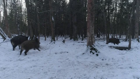 Wild boar (sus scrofa) in winter forest from above. Stock Footage 125066239