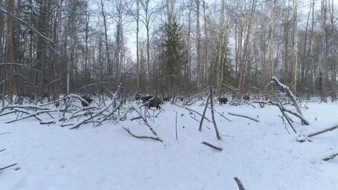 Wild boar (sus scrofa) in winter forest from above. Stock Footage 125066356