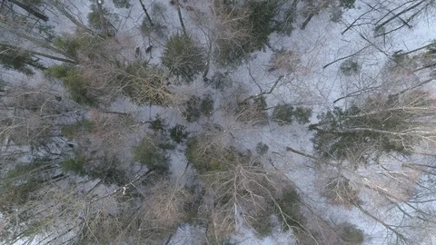 Wild boar (sus scrofa) in winter forest from above. Stock Footage 125066770