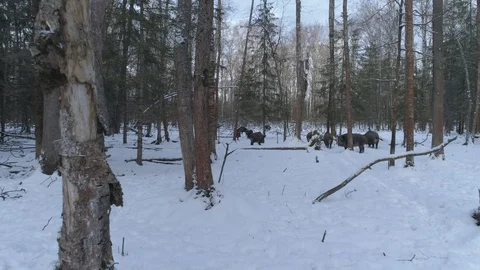 Wild boar (sus scrofa) in winter forest from above. Stock Footage 125067187