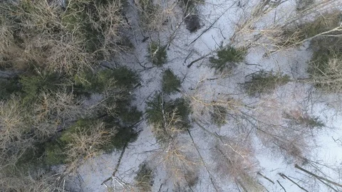 Wild boar (sus scrofa) in winter forest from above. Stock Footage 125067456