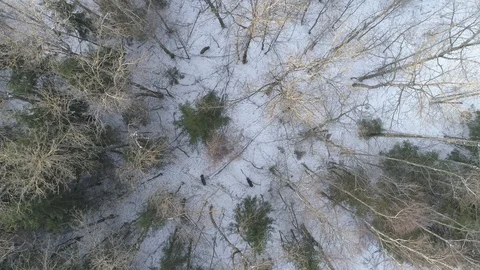 Wild boar (sus scrofa) in winter forest from above. Stock Footage 125067636