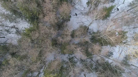 Wild boar (sus scrofa) in winter forest from above. Stock Footage 125067667