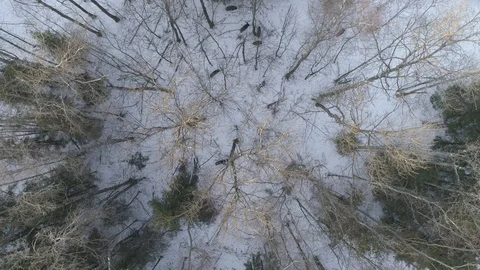Wild boar (sus scrofa) in winter forest from above. Stock Footage 125067850