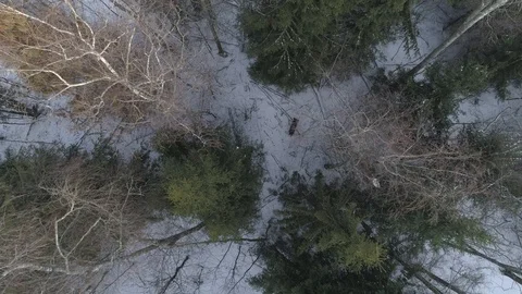Wild boar (sus scrofa) in winter forest from above. Stock Footage 125068194
